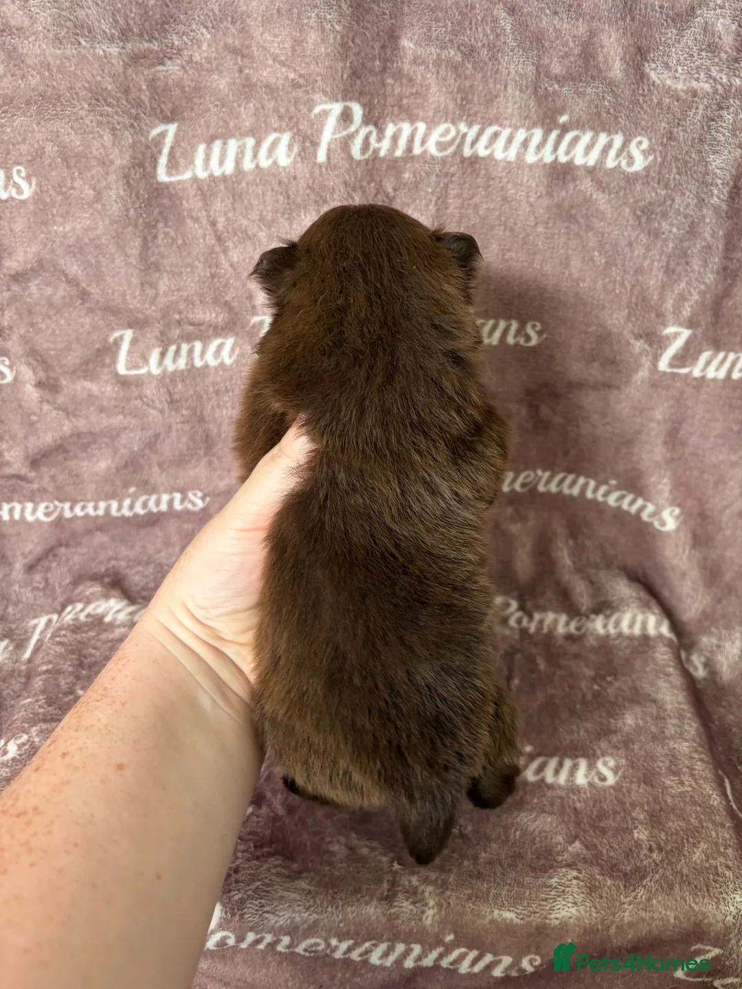 Pomeranian dogs for sale: 100% Pomeranian🧬DNA&HEALTH TESTED!  - Advert 25