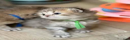 British Longhair cats for sale: ⭐️GORGEOUS BRITISH LONGHAIR KITTENS ⭐️ - Advert 16