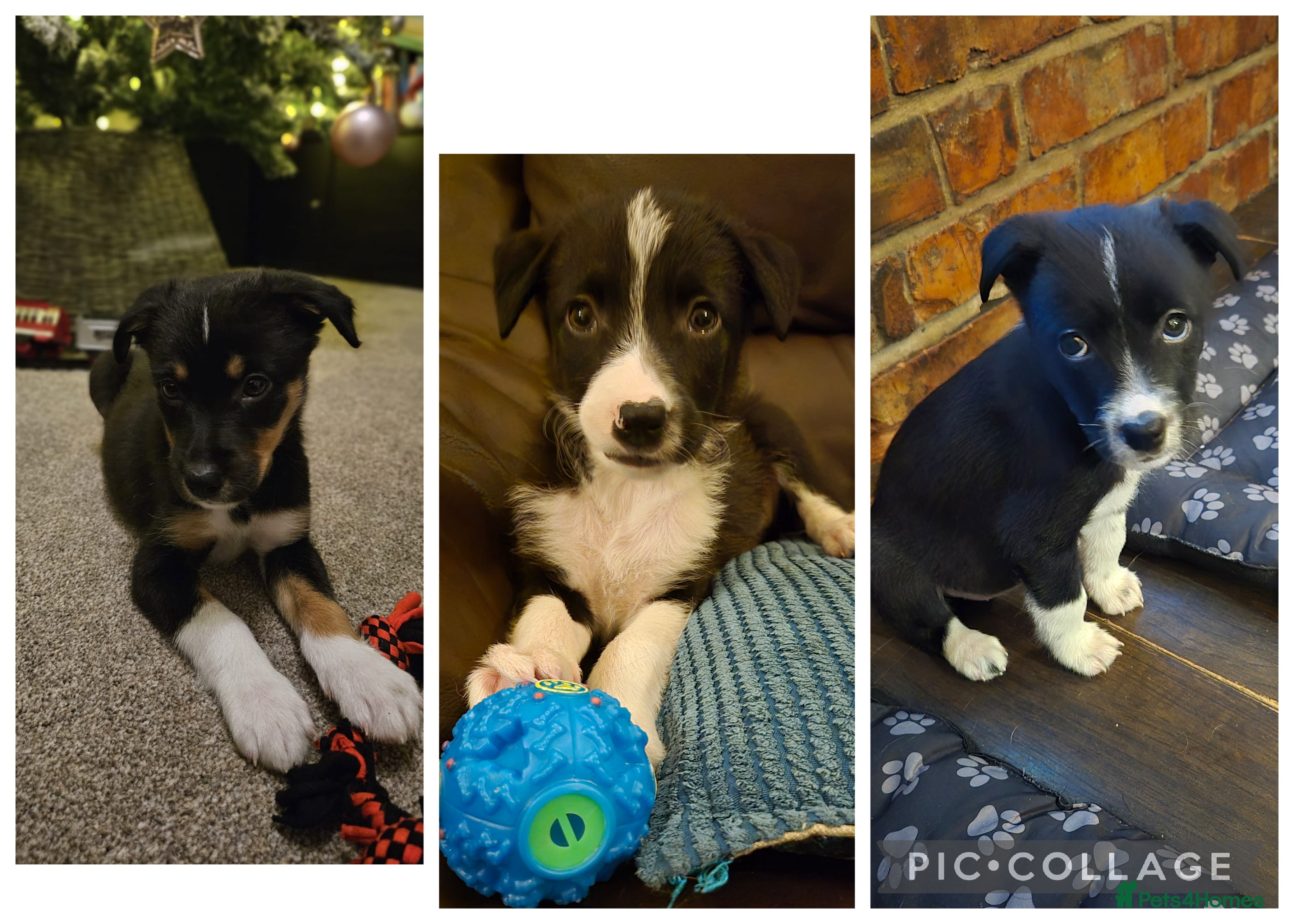 Border Collie dogs READY NOW Border collie puppies - Advert 7