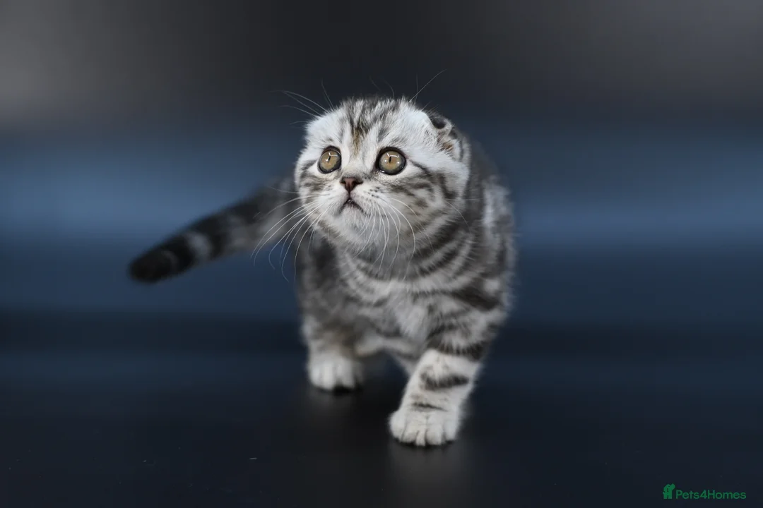 Scottish Fold cats for sale: LICENSED CATTERY, PURE BREED TOP QUALITY KITTENS - Advert 10