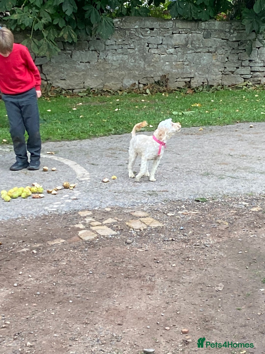 Cockapoo dogs for sale: Cockapoo - Image 12