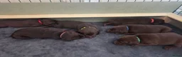 Labrador Retriever dogs for sale: KC registered, Chocolate Labrador Puppies in Ross-on-Wye - Advert 4