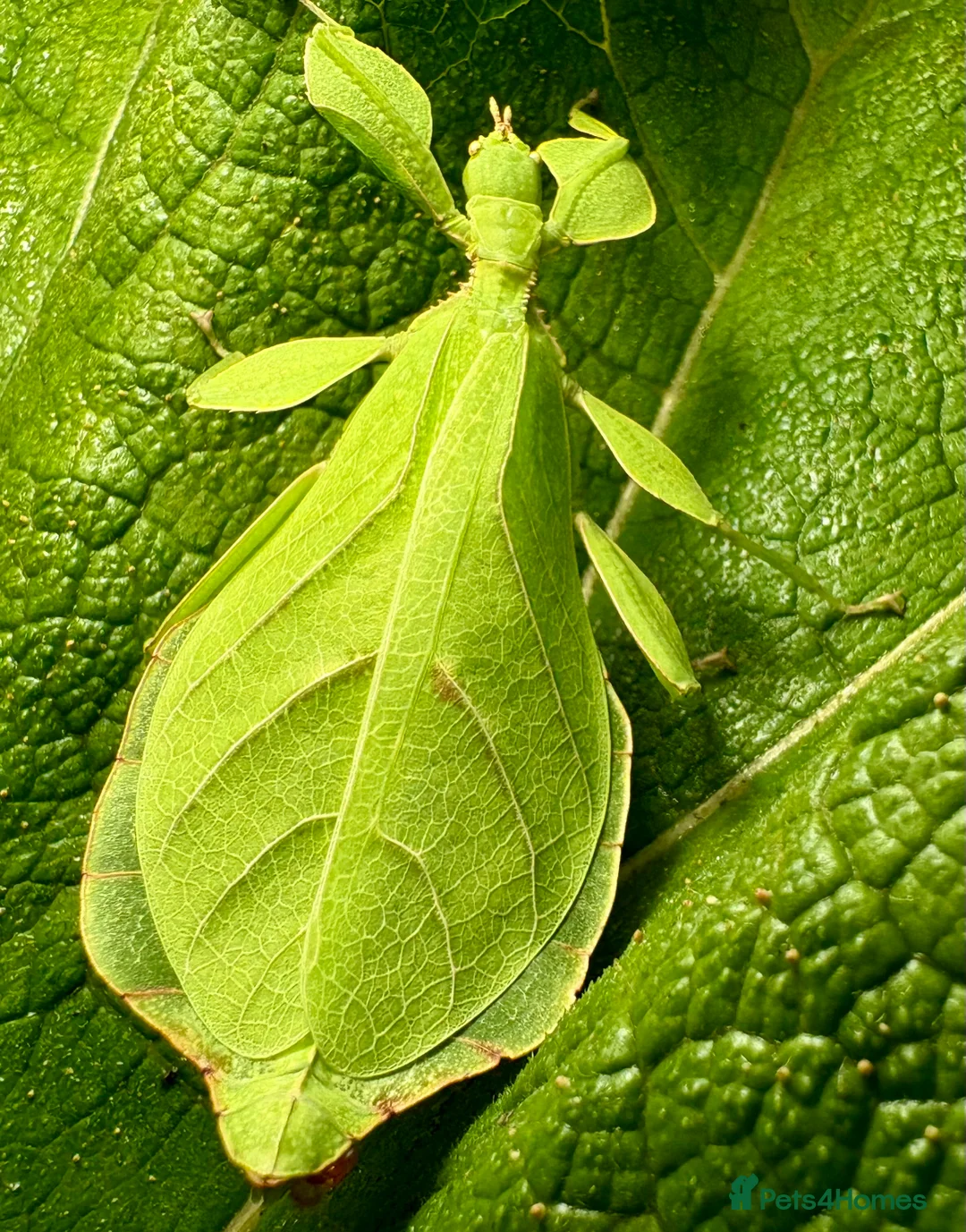 Stick Insects invertebrates for sale: Phyllium letiranti nymphs (leaf / stick insects) - Advert 7