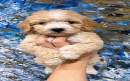 Goldendoodle dogs for sale: Multigenerational Puppies Licensed and Tested  - Image 6