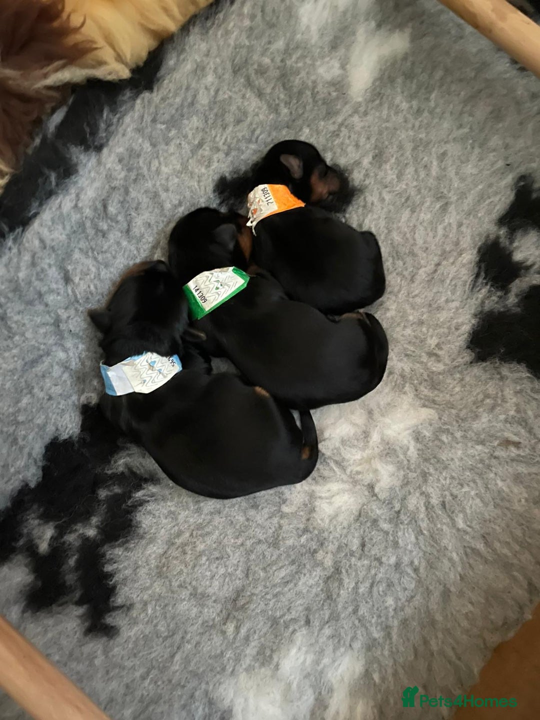 Yorkshire Terrier dogs for sale: ** Yorkshire Terrier Puppies  - Image 4
