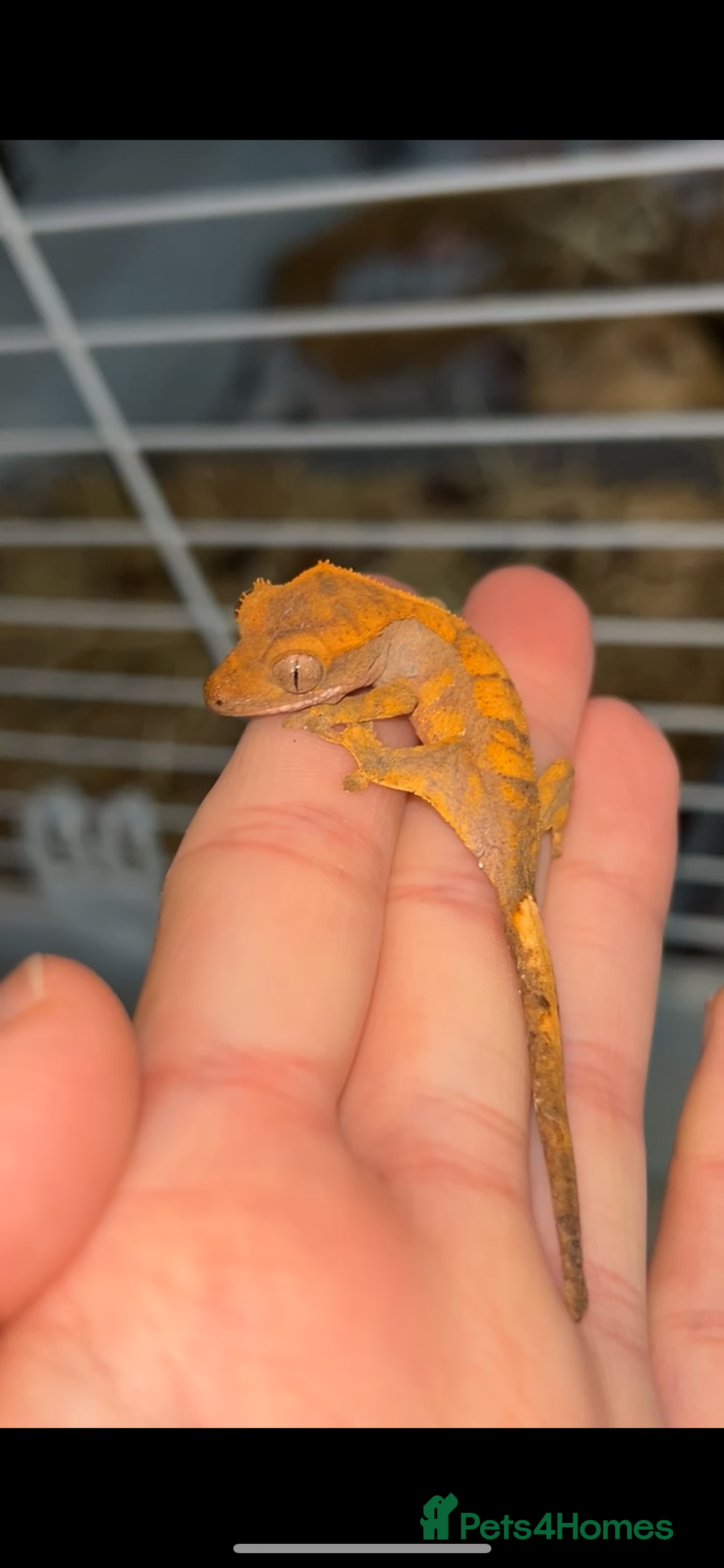 Gecko reptiles Young Crested Geckos X1 LEFT - Advert 2