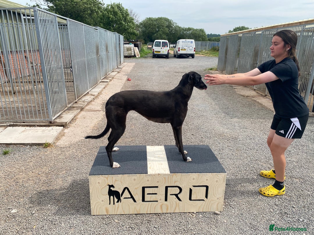 Greyhound dogs for sale: Greyhound puppy girl flo jo beautiful natured  - Image 4