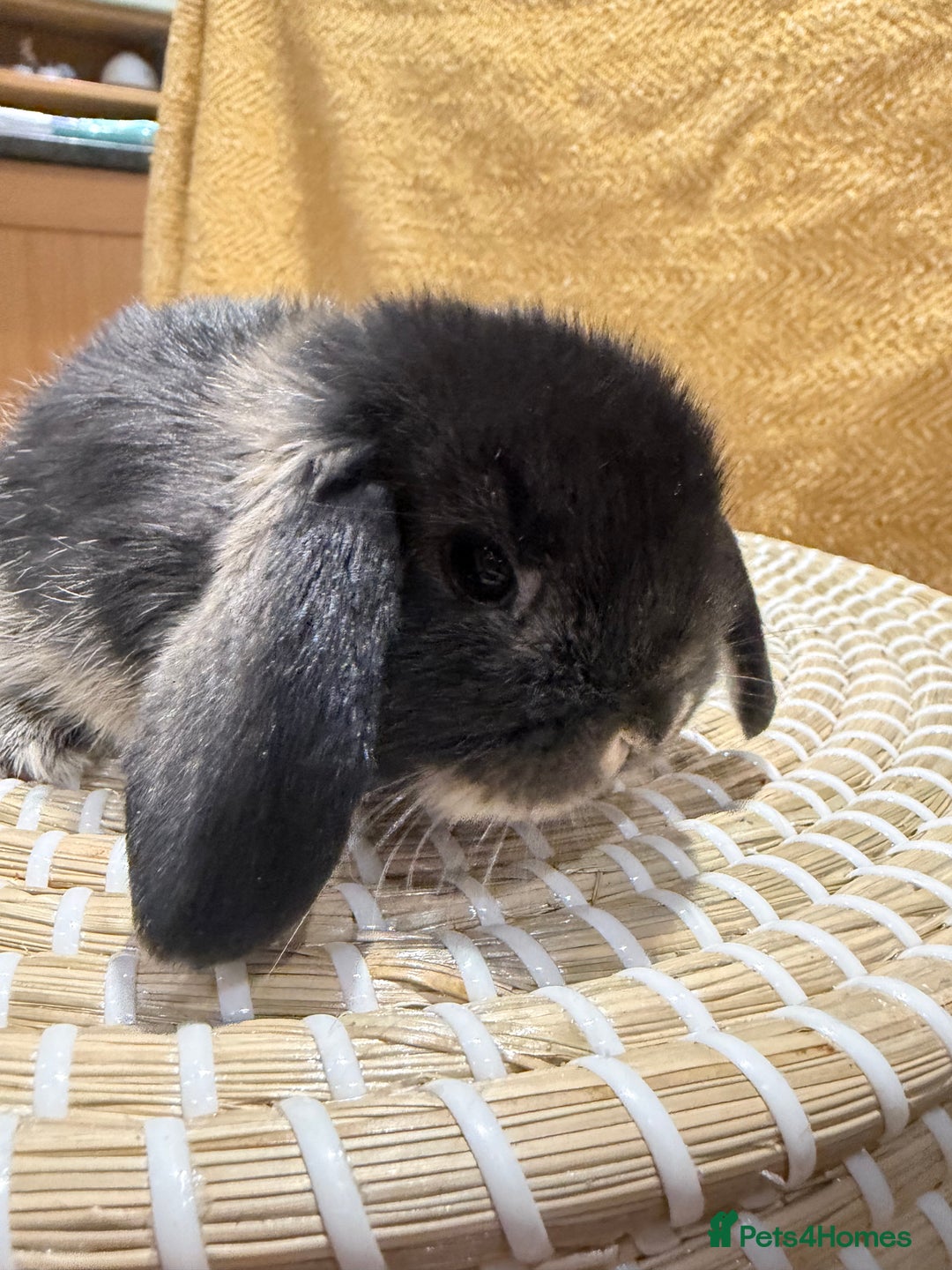 Mini Lop rabbits for sale: 5 Beautiful Baby Mini Lop Rabbits  - Advert 21