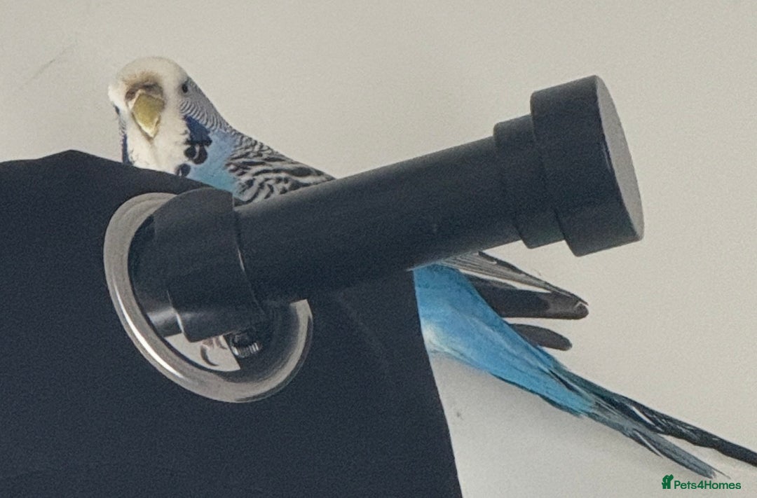 Budgerigars birds for sale: Two Beautiful Budgies for Sale – With Cage. - Advert 4