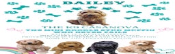 Labradoodle dogs for stud: Bailey the stud  in Glasgow - Advert 9