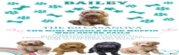Labradoodle dogs for stud: Bailey the stud  in Glasgow - Advert 9