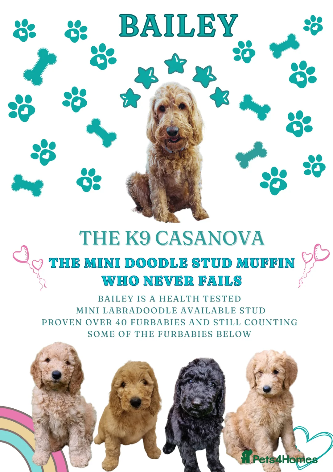 Labradoodle dogs for stud: Bailey the stud  in Glasgow - Advert 9