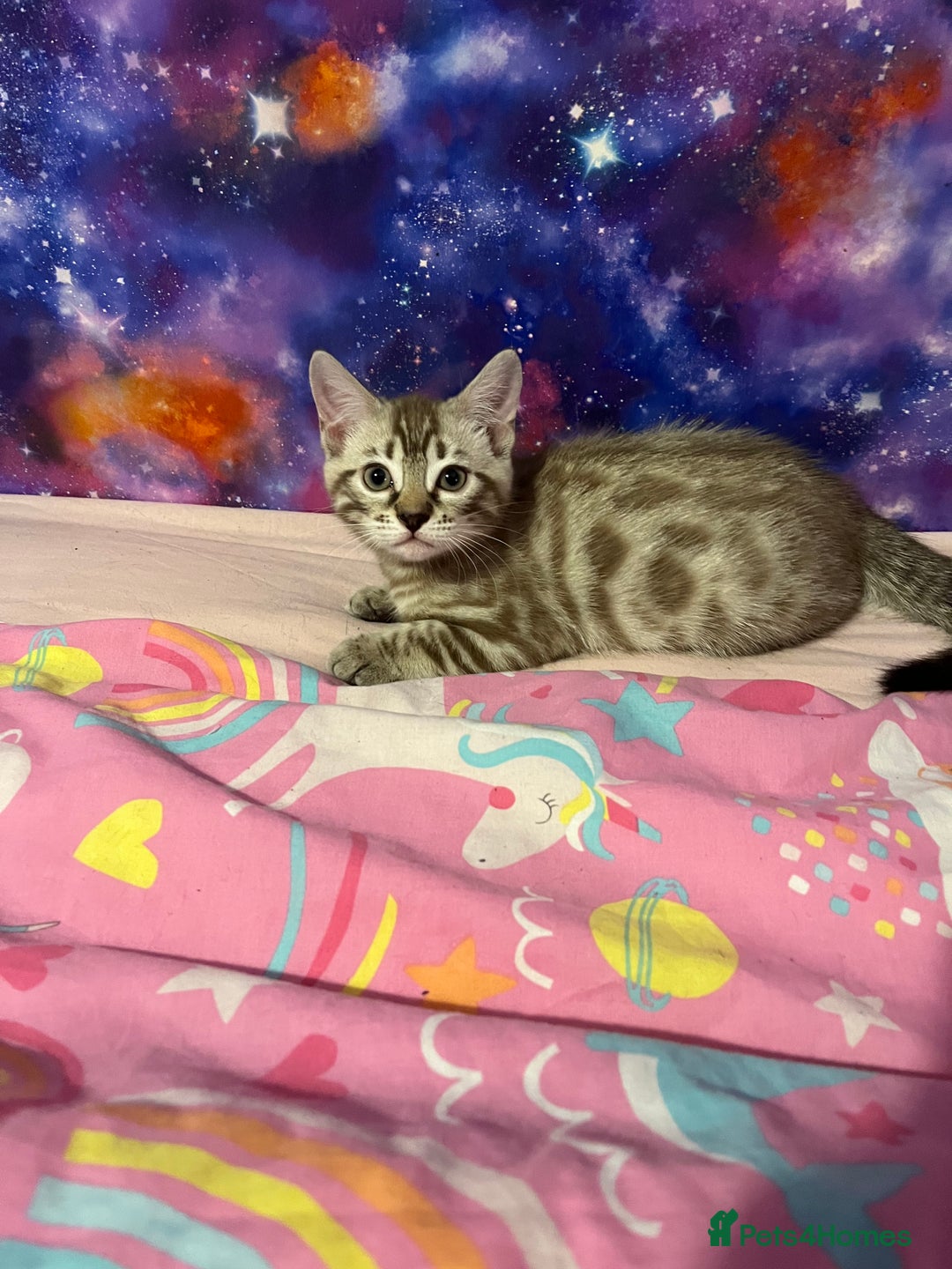 Bengal cats for sale: 3/4 Bengal Girls - Image 3