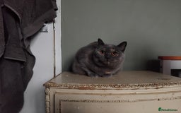 British Shorthair cats for sale: Beautiful British Shorthair  - Image 2