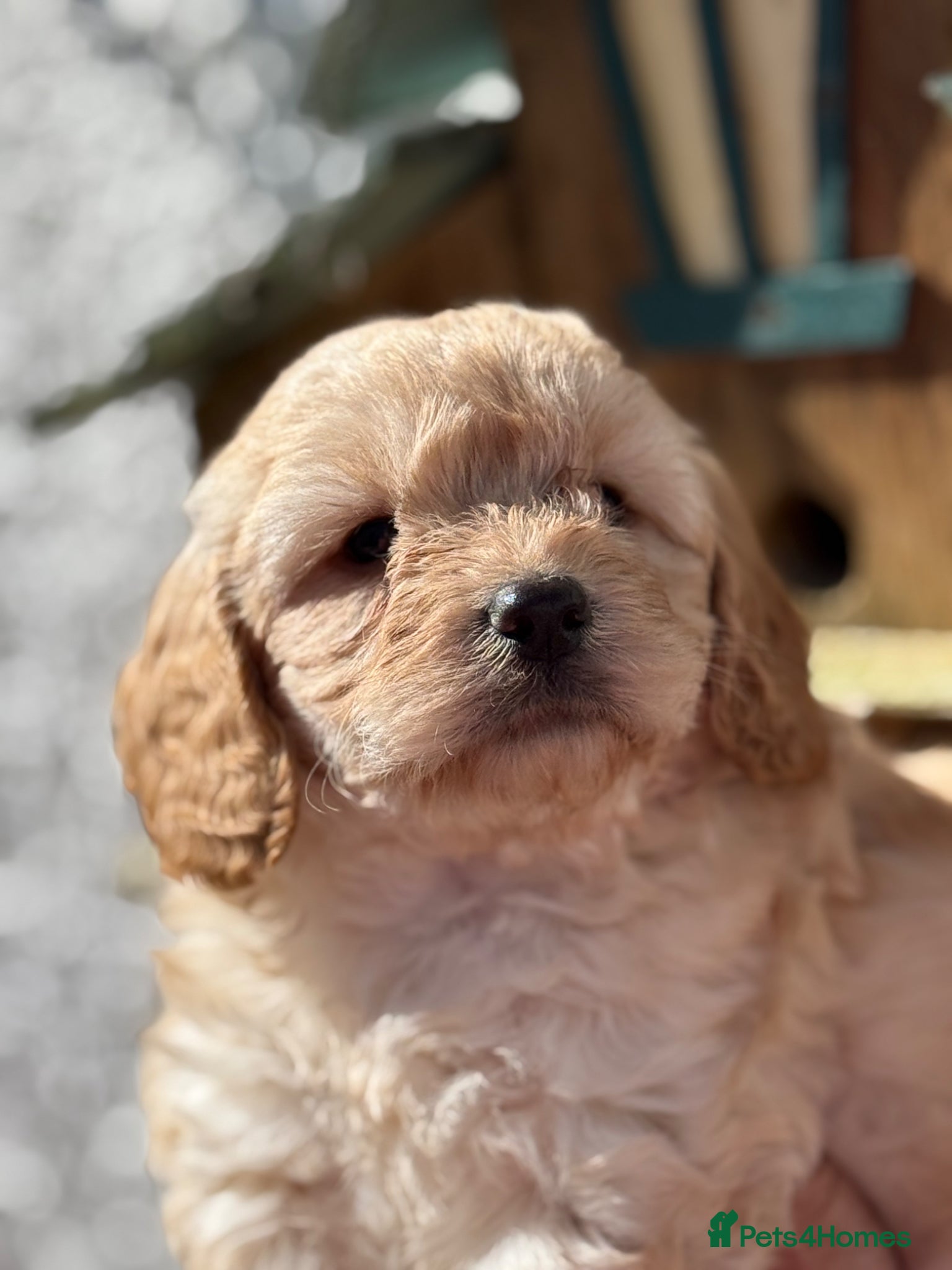 Cockapoo dogs for sale: READY. NOW Stunning F1 Cockapoo Boy  - Advert 10