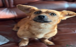 Mixed Breed dogs for adoption: Lovely Luna looking for LOVE - Image 8