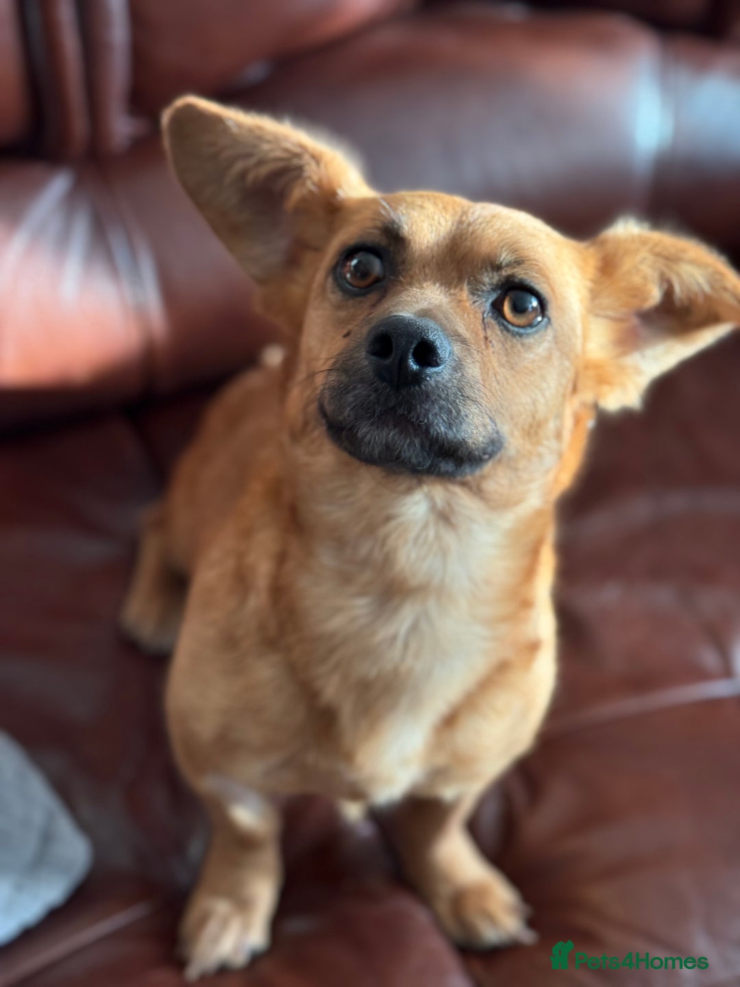 Mixed Breed dogs for adoption: Lovely Luna looking for LOVE - Image 8