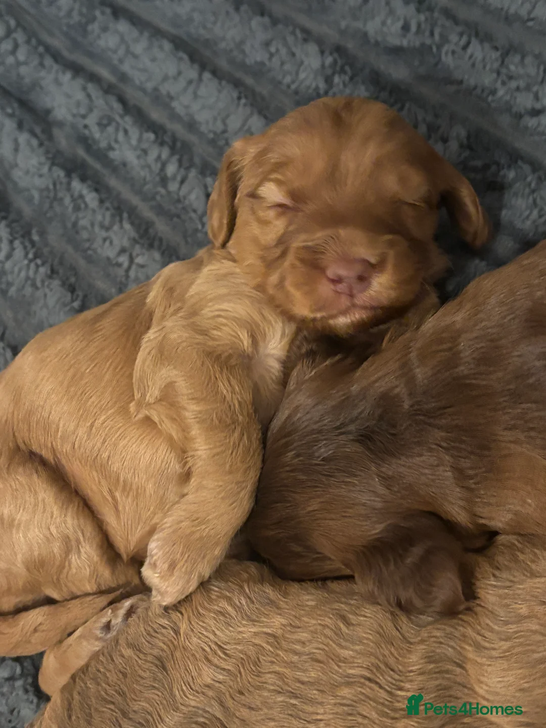 Cockapoo dogs for sale: 8 beautiful cockapoo puppies  - Advert 6