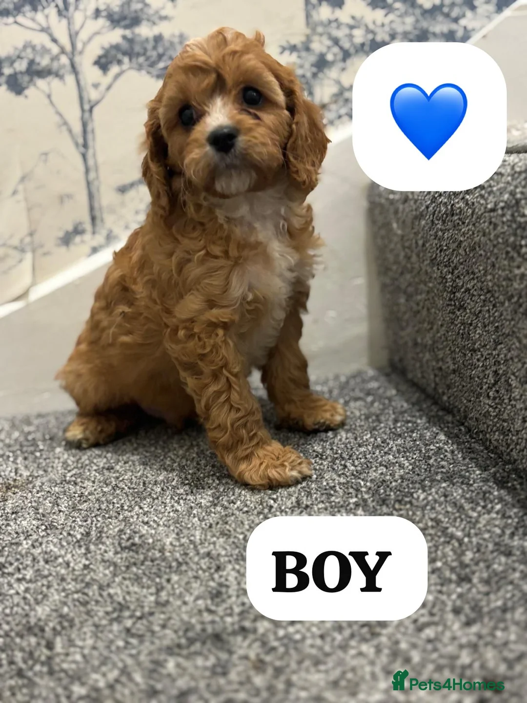 Cavapoo dogs for sale: Cavapoo - Advert 2
