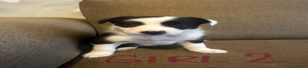 Border Collie Puppy 4