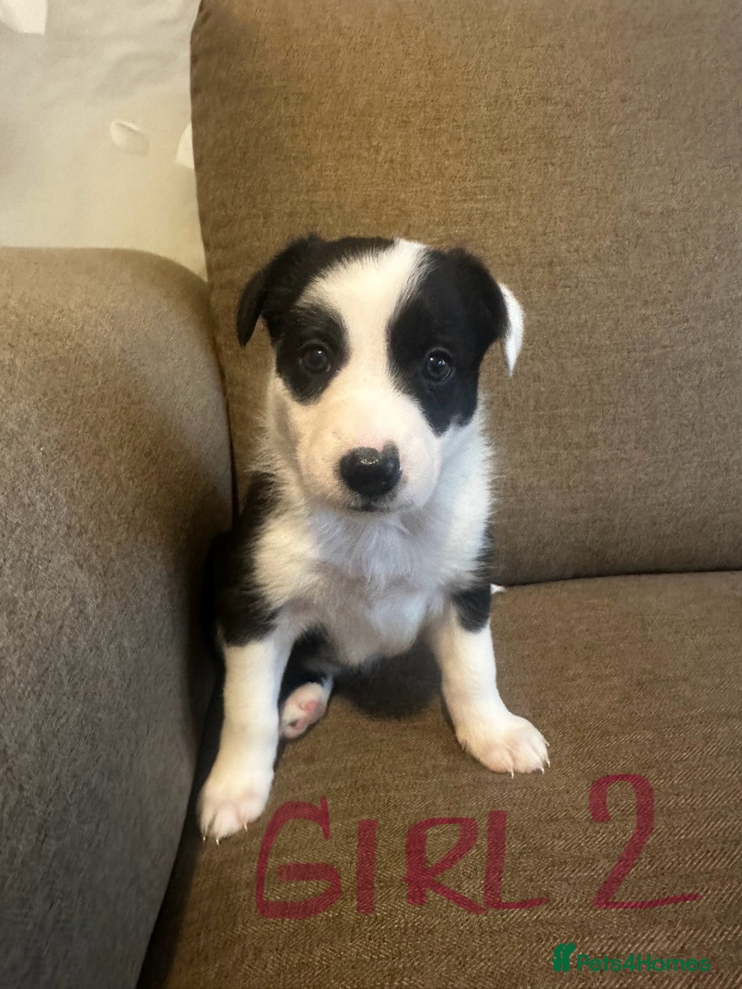 Border Collie dogs for sale: Border Collie puppies for sale - Image 9