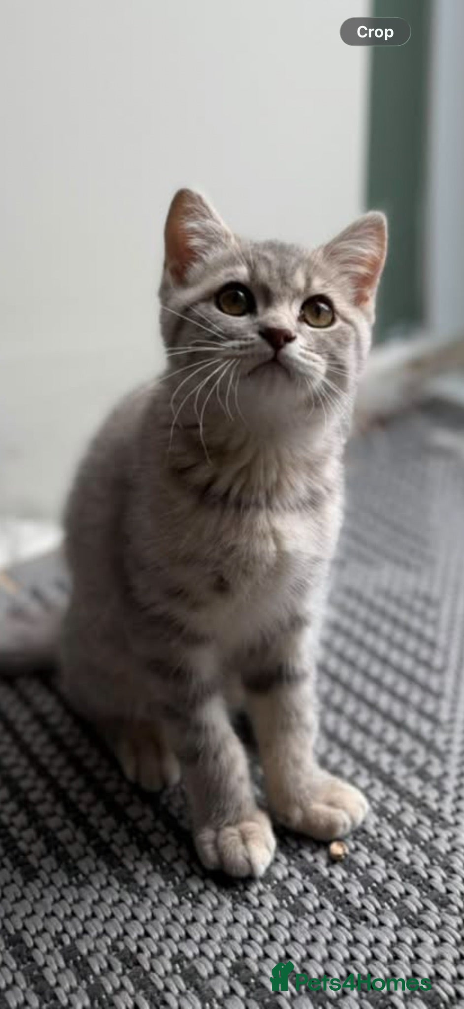 British Shorthair cats Ready to go last British Shorthair female - Advert 1