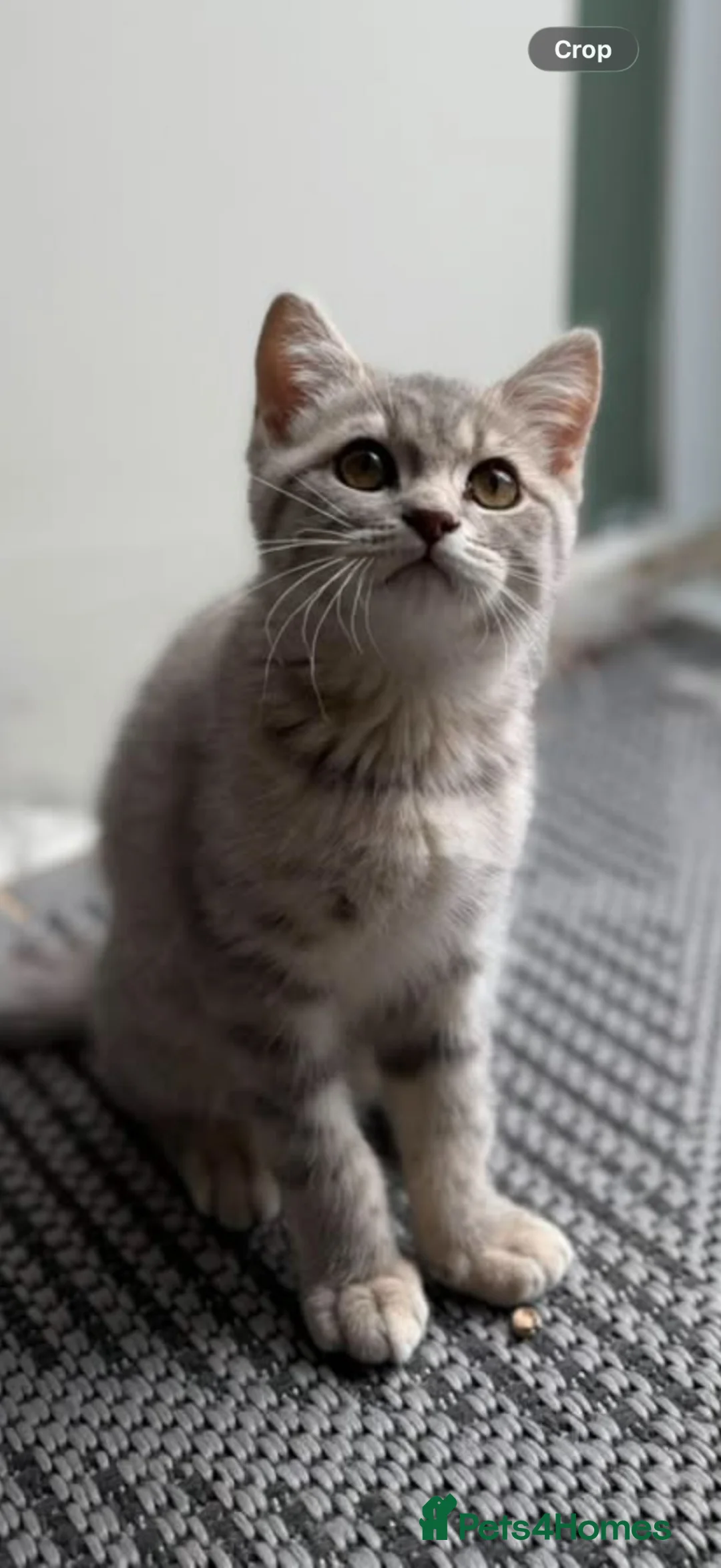 British Shorthair cats for sale: Ready to go last British Shorthair female - Advert 1