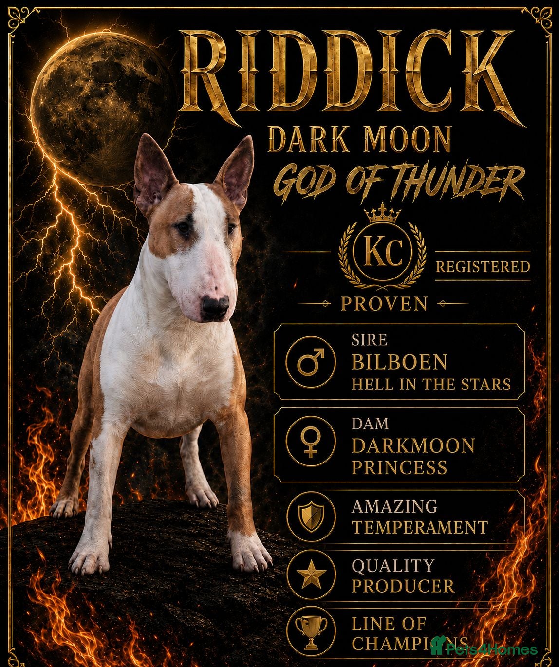 English Bull Terrier dogs Proven English bull terrier for stud - Advert 1