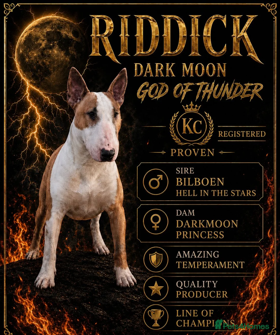 English Bull Terrier dogs for stud: Proven English bull terrier for stud - Advert 1