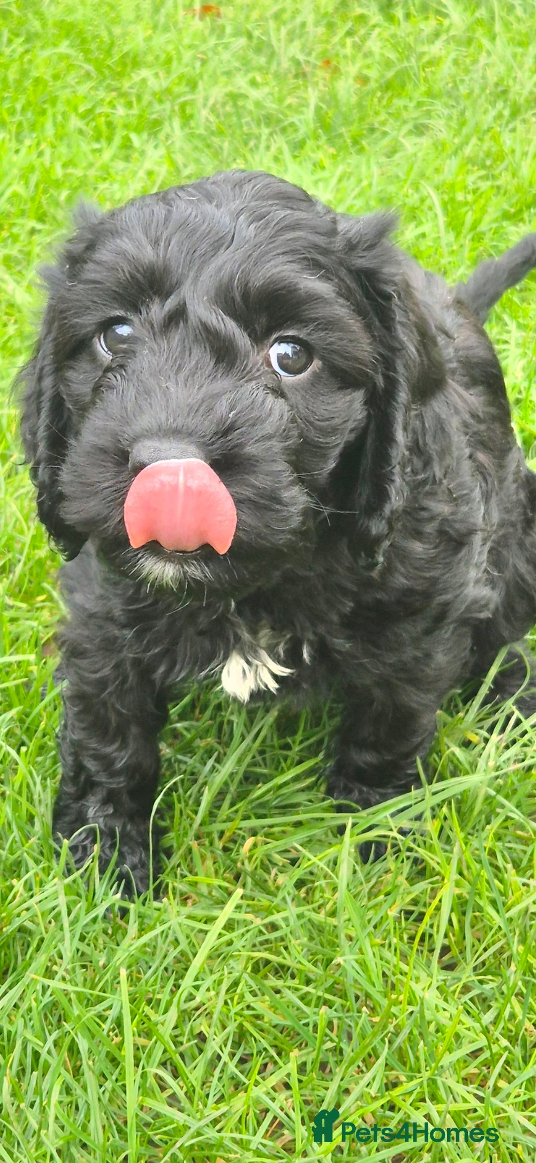 Cockapoo dogs for sale: cockapoo - Advert 37