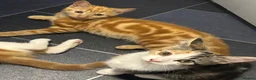 Mixed Breed cats for sale: 6 beautiful kittens  in Nottingham - Advert 4