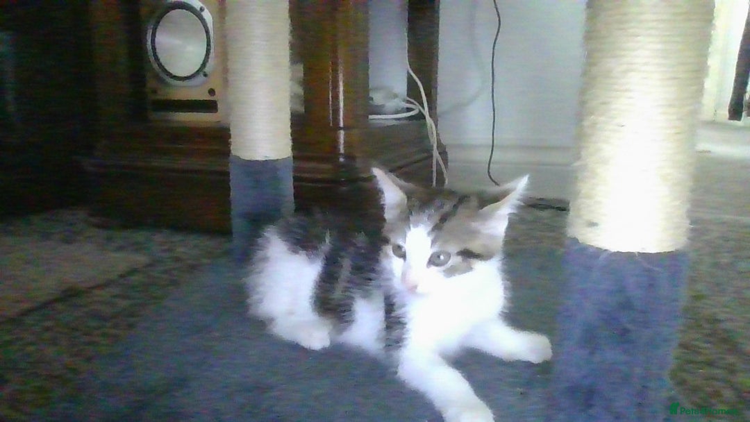 British Longhair cats for sale: 4 Beautiful Kitties Ready - Image 4
