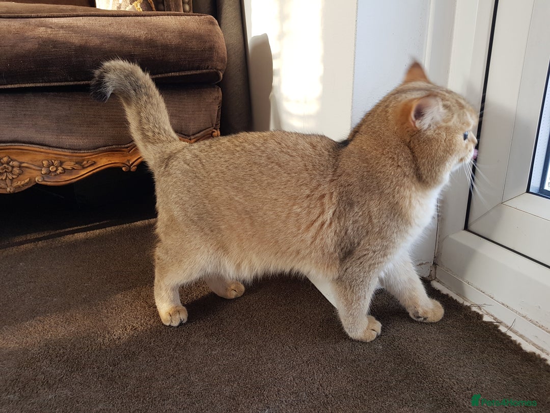 Scottish Fold cats for stud: GOLD CHINCHILLA SCOTTISH STRAIGHT PEDIGREE. STUD in London - Advert 23