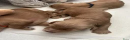 Labradoodle dogs for sale: Cute 🥰 Miniature Labradoodle Pups  - Advert 16