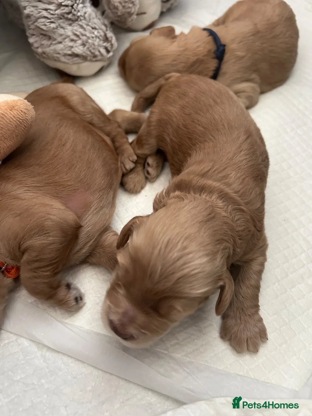 Labradoodle dogs for sale: Cute 🥰 Miniature Labradoodle Pups  - Advert 16