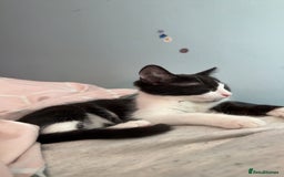 Mixed Breed cats for sale: Cats&kittens - Image 6