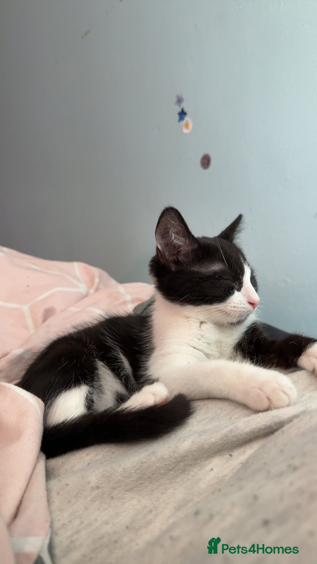 Mixed Breed cats for sale: Cats&kittens - Image 6
