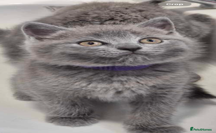 British Shorthair cats - Advert 4