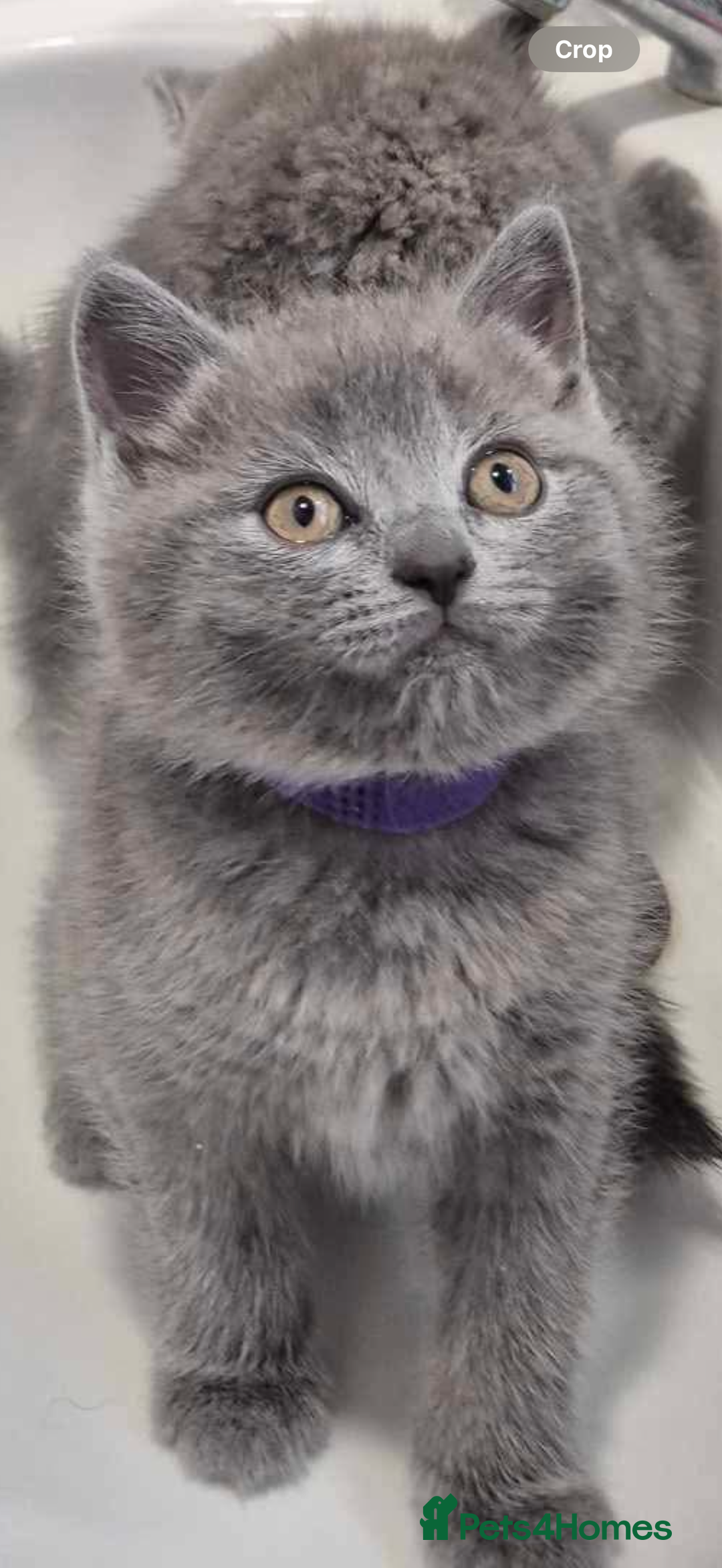 British Shorthair cats for sale: British Shorthair Kitten 4 - Image 6