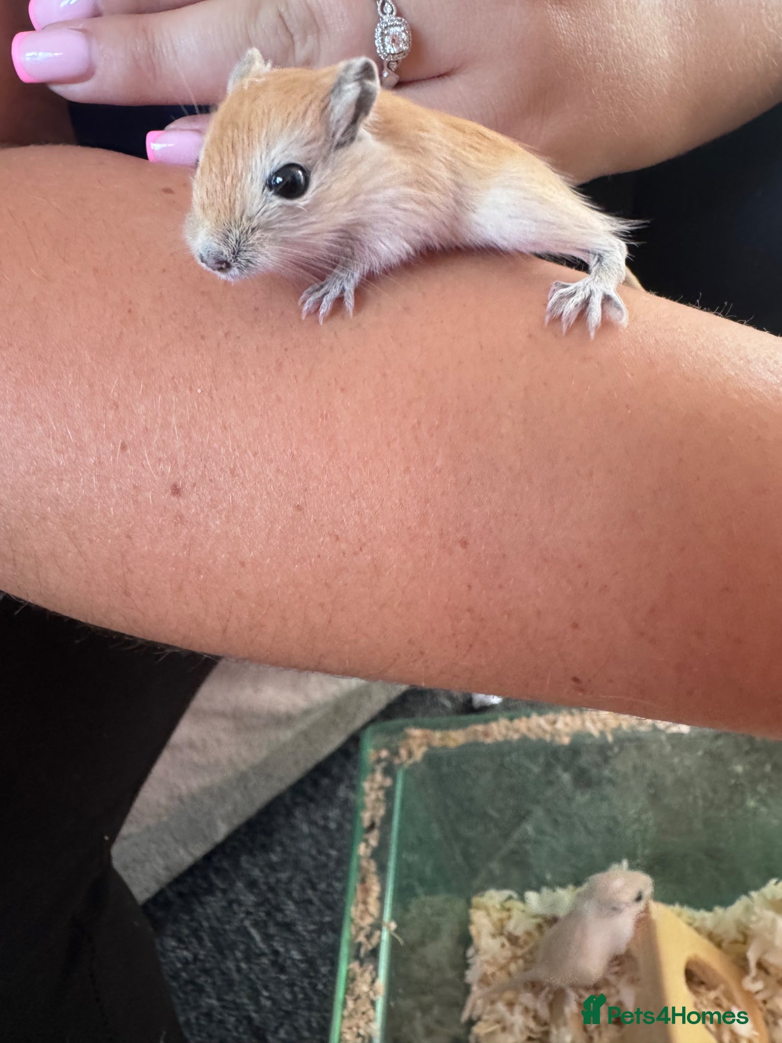 Gerbil rodents for sale: Gerbils for sale  - Advert 4