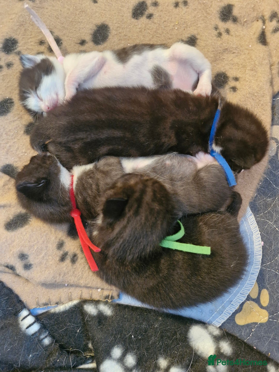 British Shorthair cats for sale: British Shorthair Mix Kittens  - Image 2