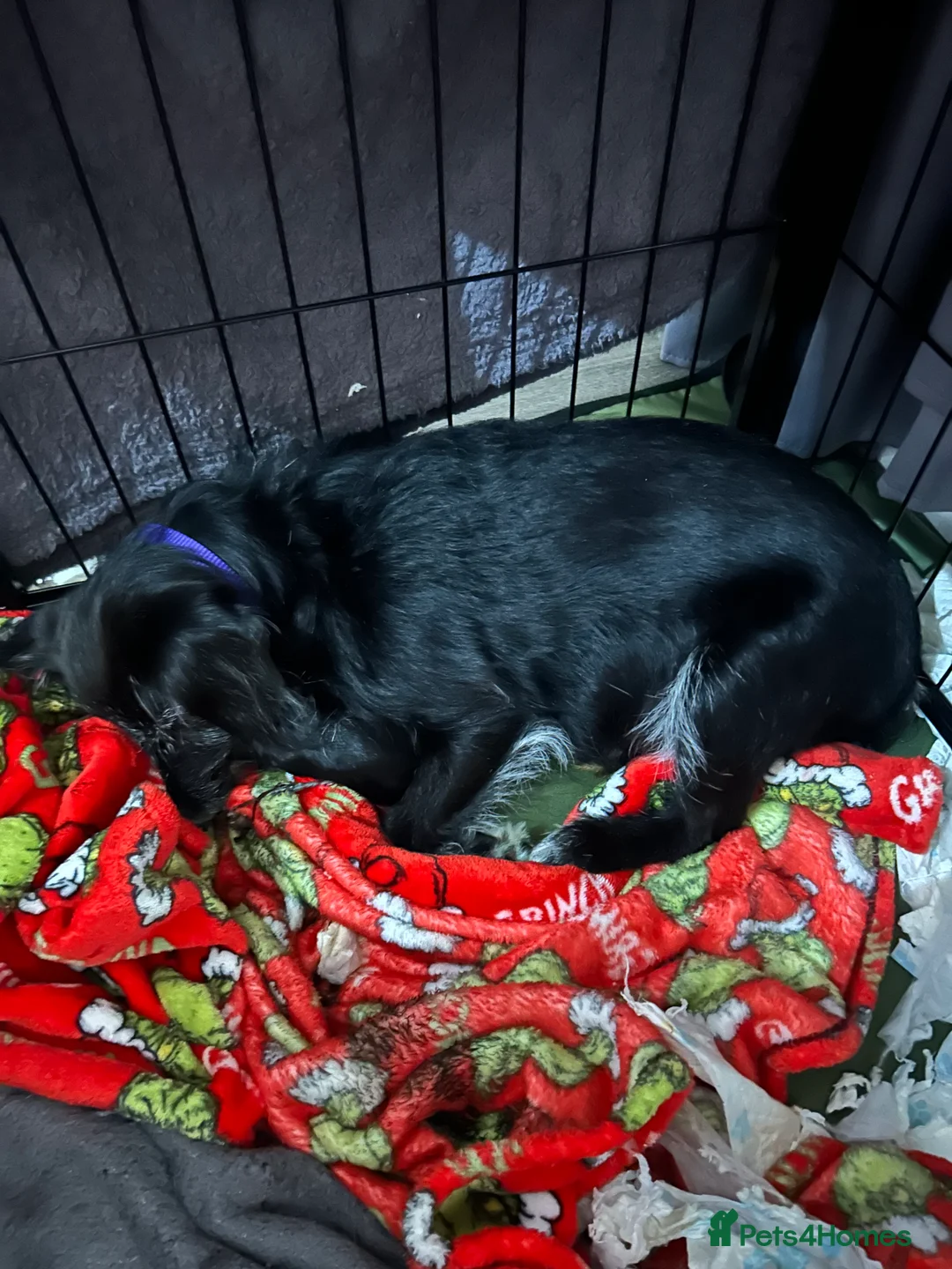 Mixed Breed dogs for sale: Two beautiful puppies - Advert 2