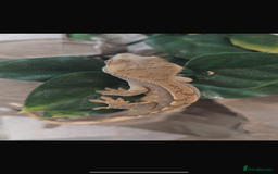 Gecko reptiles for sale: Crested Gecko  - Image 2