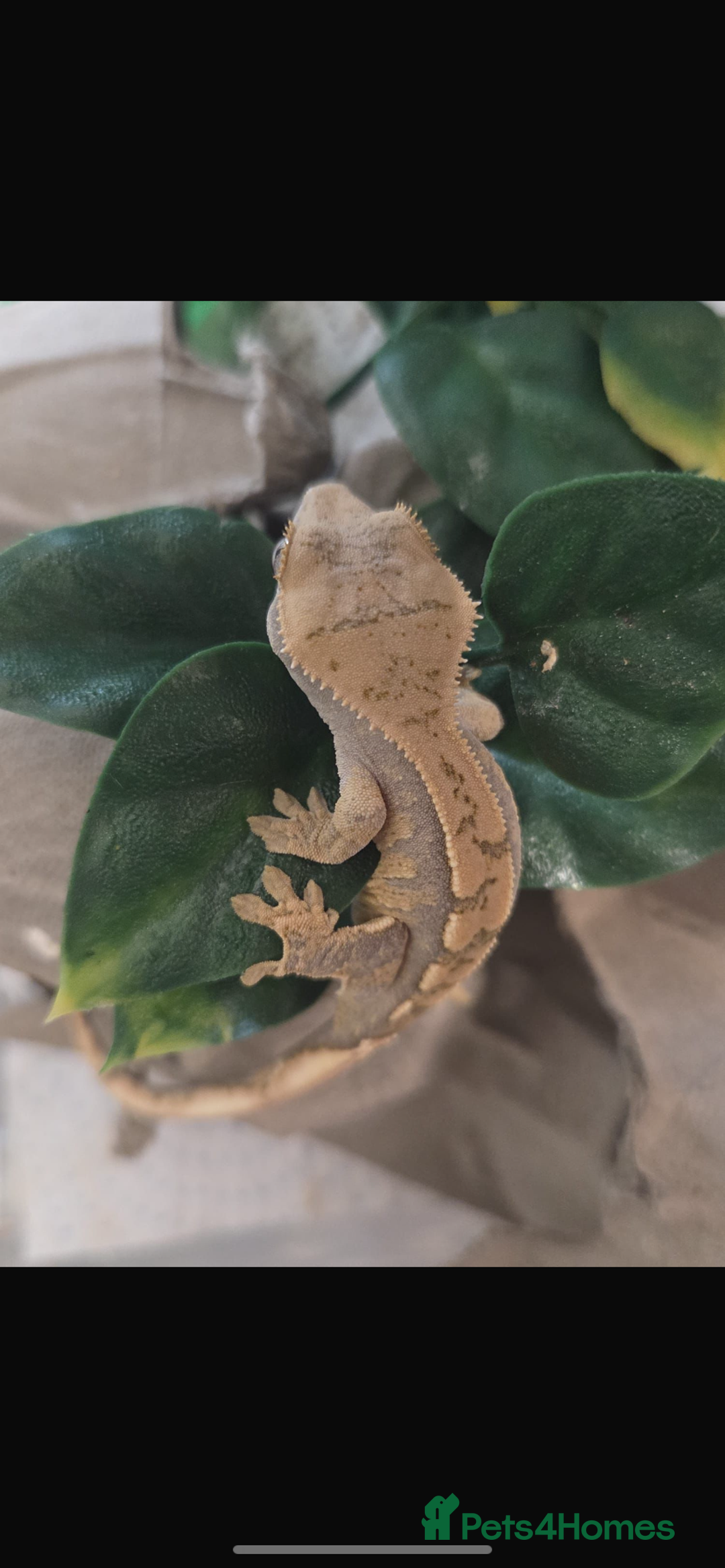Gecko reptiles for sale: Crested Gecko  - Image 2