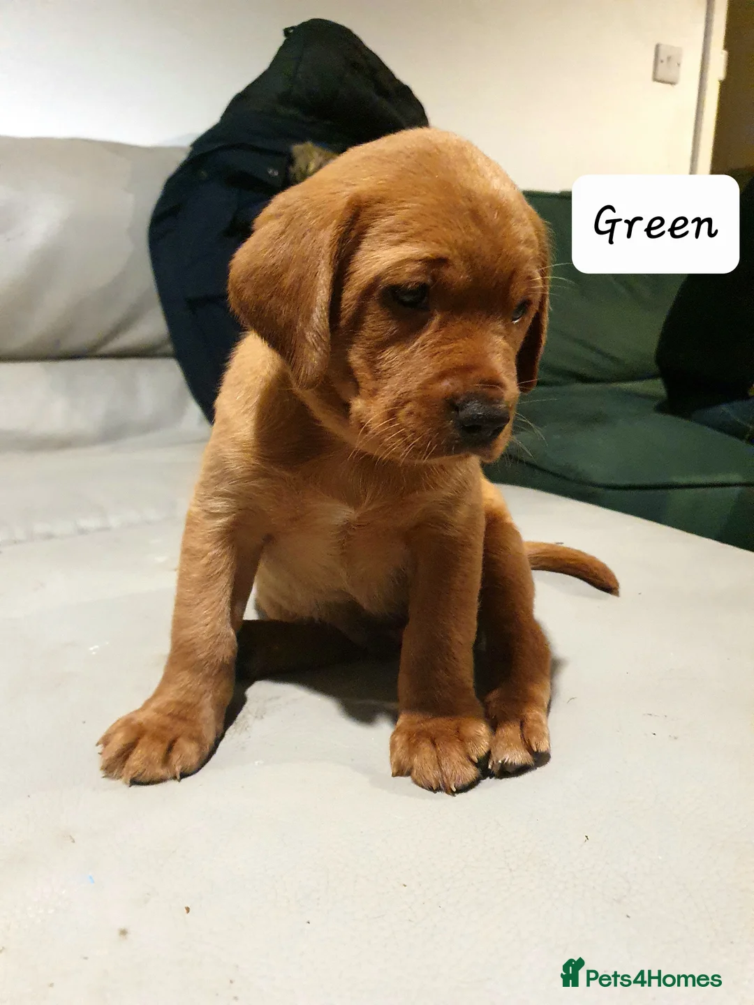 Labrador Retriever dogs for sale: Deep Fox Red KC Labs - Advert 5