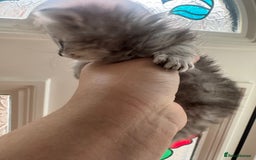 Persian cats for sale: READY TO GO! SMALL TEDDY BEAR PERSIAN KITTEN MALE - Image 2