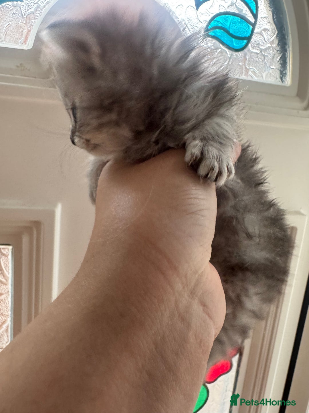 Persian cats for sale: READY TO GO! SMALL TEDDY BEAR PERSIAN KITTEN MALE - Image 2