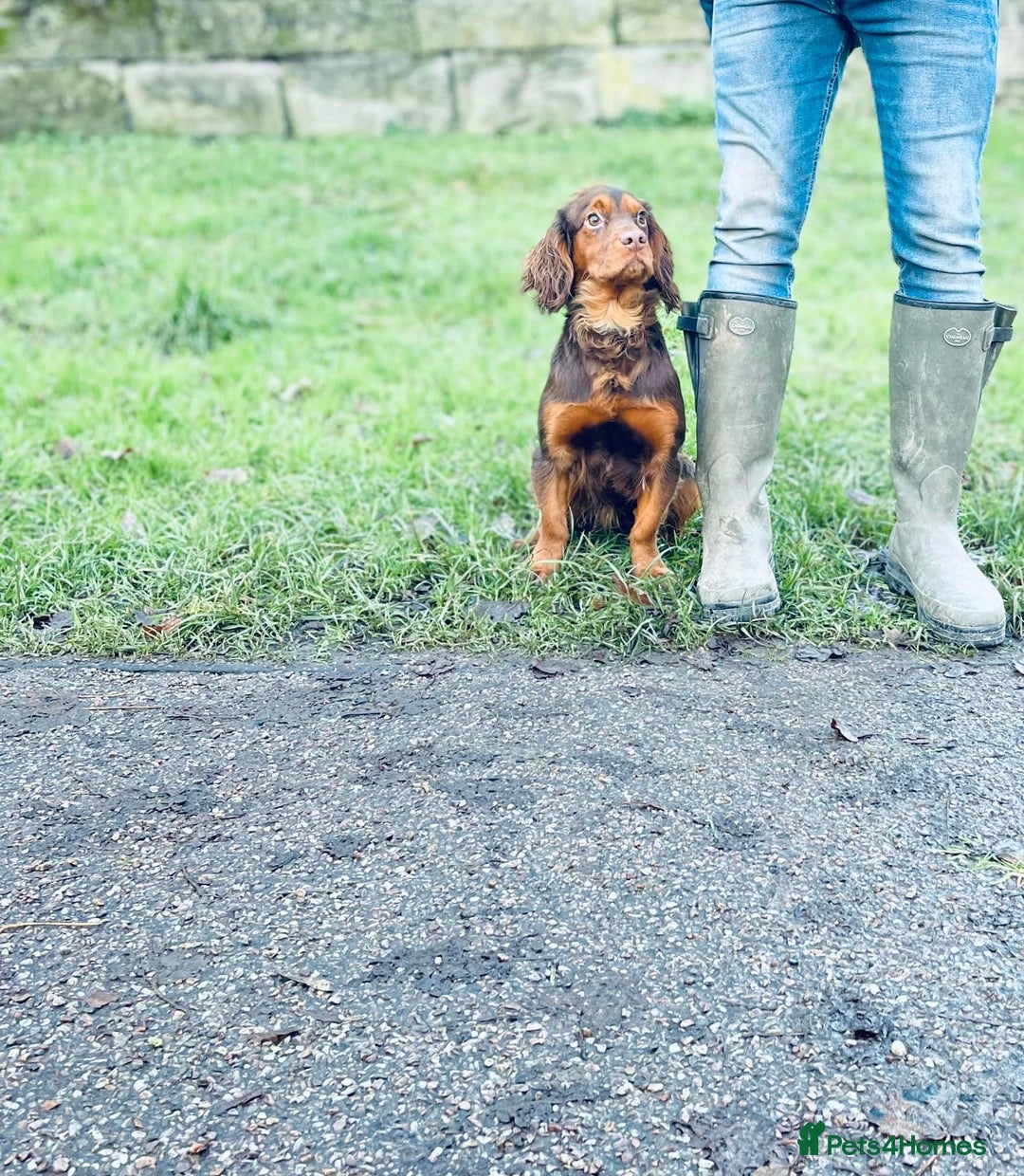 Cocker Spaniel dogs for sale: Pedigree health tested 5 generation pup available  - Advert 2
