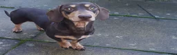 Dachshund dogs for stud: Harley (kleinartemis apollo) kc name  in Glasgow - Advert 6