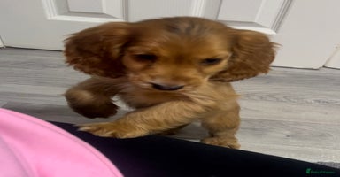 Cocker Spaniel dogs - Advert 3